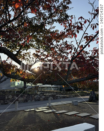 The dazzling sunlight filtering through the gaps in the red-tinged leaves and the modern architecture 140714167