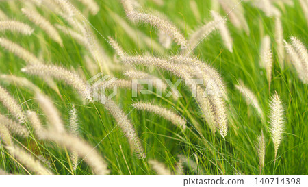 A panoramic closeup view of grass field, lawn with pennisetum villosum flowers, at daytime, Jeddah, Saudi Arabia A panoramic closeup view of grass field, lawn with pennisetum villosum flowers, at daytime, Jeddah, Saudi Arabia 140714398