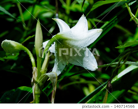Crinum flowers: delicate white flowers that bloom after the rain. 140714566