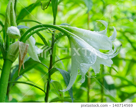 Crinum flowers, pure white flowers that bloom after the rain. 140714569