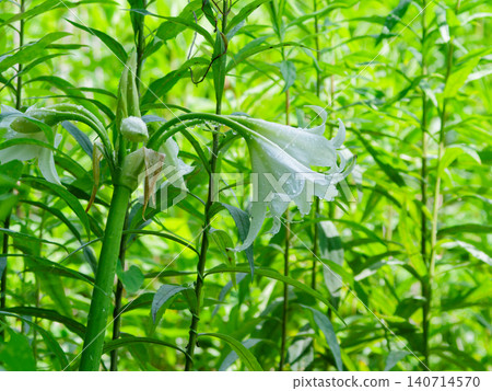 Crinum flowers, pure white flowers that bloom after the rain. 140714570