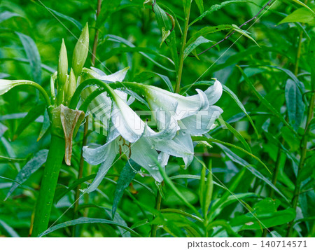 Crinum flowers, pure white flowers that bloom after the rain. 140714571