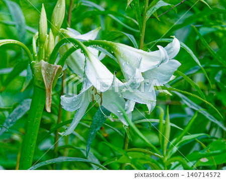 Crinum flowers, pure white flowers that bloom after the rain. 140714572