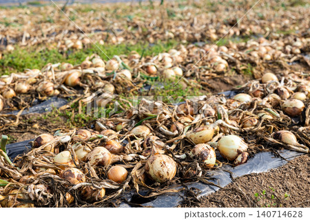 Harvest of fresh onion during harvesting on farmer field Harvest of fresh onion during harvesting on farmer field 140714628