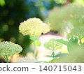 雨後的繡球花田 140715043