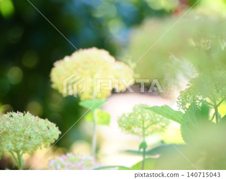 Hydrangea field after the rain Hydrangea field after the rain 140715043