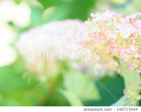 雨後的繡球花田 雨後的繡球花田 140715044