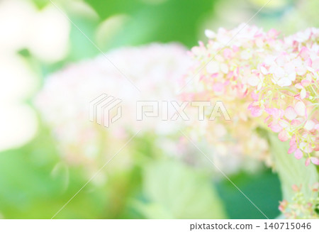 雨後的繡球花田 雨後的繡球花田 140715046