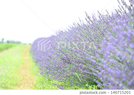 A field of purple lavender in a vast flower garden. 140715201