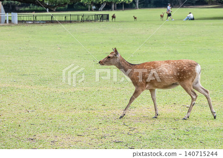 Deer in Nara Park Deer in Nara Park 140715244