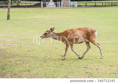 Deer in Nara Park 140715245