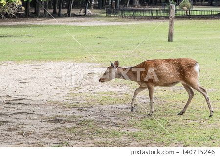 奈良公園的鹿 140715246