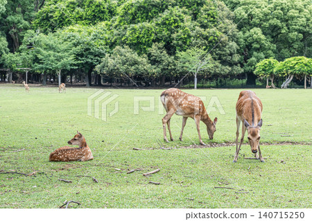 奈良公園的鹿 奈良公園的鹿 140715250