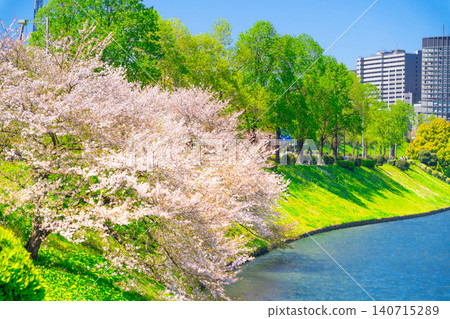 東京櫻田堀的櫻花盛開 東京櫻田堀的櫻花盛開 140715289