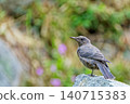 A fledgling Blue Rock Thrush 140715383