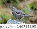 Young Blue Rock Thrush in early summer 140715395