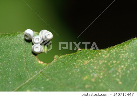 Close-up of a bamboo leaf moth egg - nine days after material #140474 Close-up of a bamboo leaf moth egg - nine days after material #140474 140715447