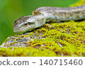 A close-up of a Japanese rat snake after the rain. 140715460
