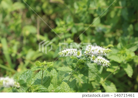 White flowers, mint White flowers, mint 140715461