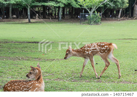 A fawn in Nara Park 140715467