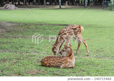 A fawn in Nara Park 140715468