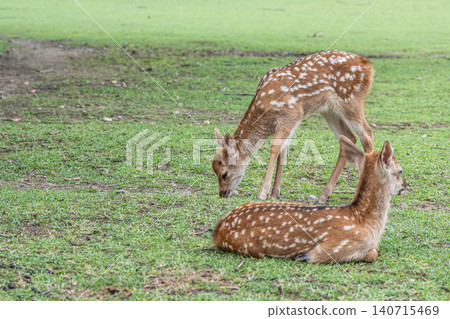 A fawn in Nara Park A fawn in Nara Park 140715469