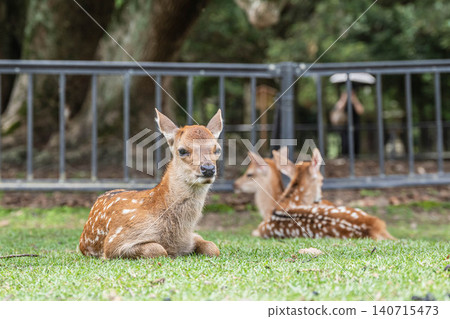 A fawn relaxing while sitting in Nara Park 140715473