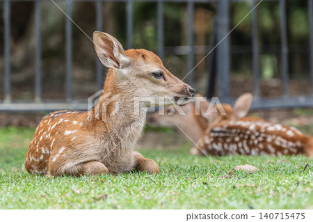 A fawn relaxing while sitting in Nara Park A fawn relaxing while sitting in Nara Park 140715475