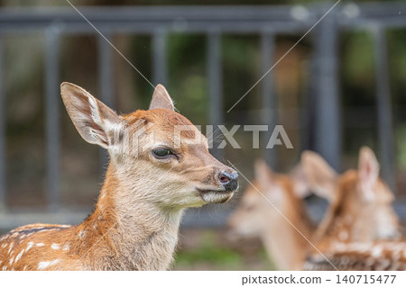 A close-up of a fawn sitting and relaxing in profile at Nara Park. 140715477