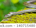 A Japanese rat snake moving along the edge of a mountain path. 140715480