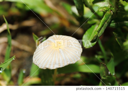 特寫鏡頭:一株生長在空地上的小型深色葉子苔蘚蘑菇。 特寫鏡頭:一株生長在空地上的小型深色葉子苔蘚蘑菇。 140715515