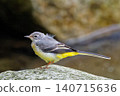 Sekirei's young bird 140715636