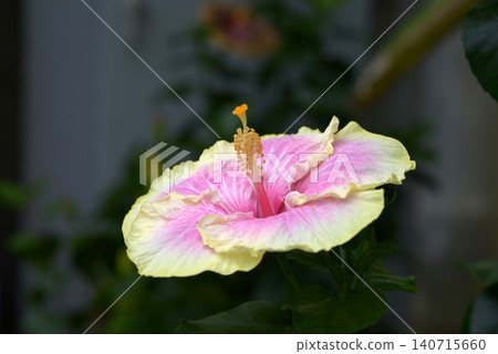 Yellow and pink hibiscus Yellow and pink hibiscus 140715660
