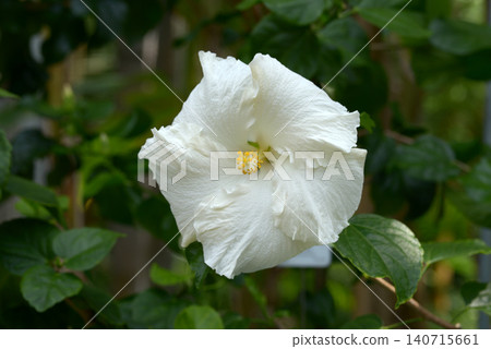 白芙蓉 白芙蓉 140715661