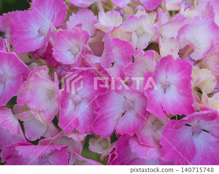 Hydrangeas dyed pink 140715748