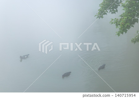 苗栗向天湖朦朧霧景湖面鴨子游動水波紋特寫山中部落寧靜攝影 苗栗向天湖朦朧霧景湖面鴨子游動水波紋特寫山中部落寧靜攝影 140715954