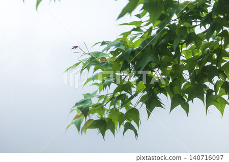 山林中楓香樹葉枝幹綠葉襯托朦朧背景植物詩意特寫 山林中楓香樹葉枝幹綠葉襯托朦朧背景植物詩意特寫 140716097