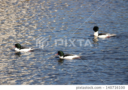 A male common merganser swimming in a river A male common merganser swimming in a river 140716100
