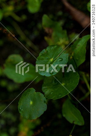 Macro close-up photography of green water droplets on a round-leaved plant after rain. Macro close-up photography of green water droplets on a round-leaved plant after rain. 140716128