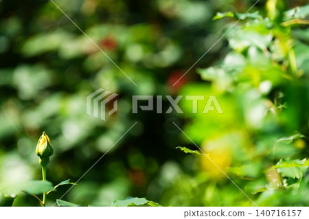 玫瑰花蕾矗立在綠蔭之中 玫瑰花蕾矗立在綠蔭之中 140716157