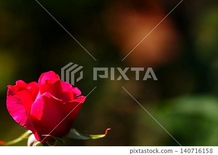 Red roses bathed in warm light Red roses bathed in warm light 140716158