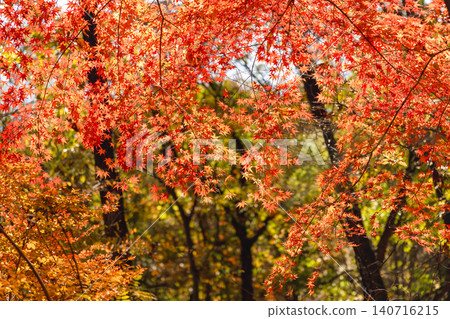 Autumn leaves Autumn leaves 140716215