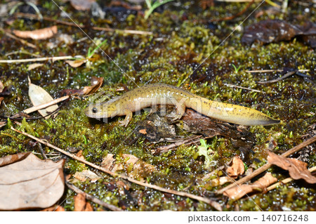 Three young Tago salamanders 140716248