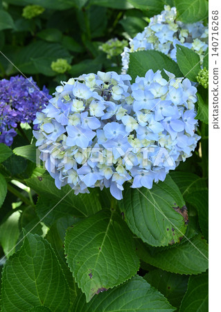 Hydrangea 140716268
