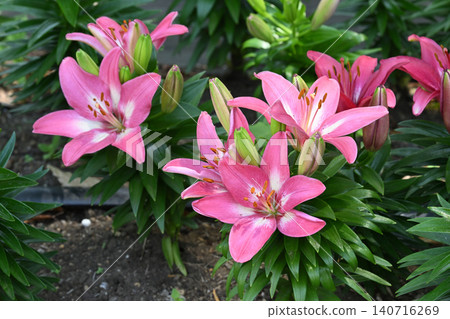 Lilies of the valley, Sagamihara Park 140716269