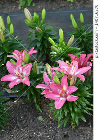Lilies of the valley, Sagamihara Park 140716270