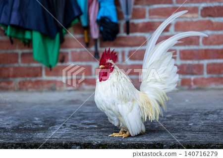 White rooster with red comb, wooden floor, red brick wall, courtyard, documentary close-up photography of animals. White rooster with red comb, wooden floor, red brick wall, courtyard, documentary close-up photography of animals. 140716279