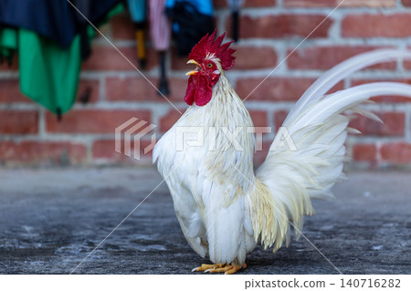 White rooster with red comb, wooden floor, red brick wall, courtyard, documentary close-up photography of animals. White rooster with red comb, wooden floor, red brick wall, courtyard, documentary close-up photography of animals. 140716282