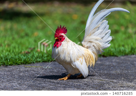 White rooster with red comb, wooden floor, red brick wall, courtyard, documentary close-up photography of animals. 140716285