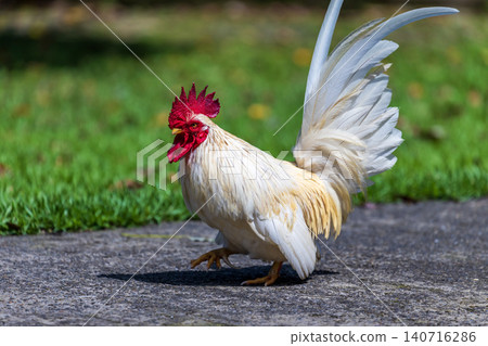 White rooster with red comb, wooden floor, red brick wall, courtyard, documentary close-up photography of animals. 140716286